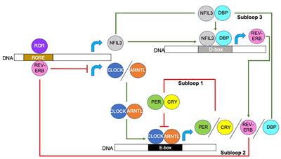 Circadian Rhythm Modulation of Microbes During Health and Infection